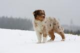 BERGER AUSTRALIEN PUPPIES 469